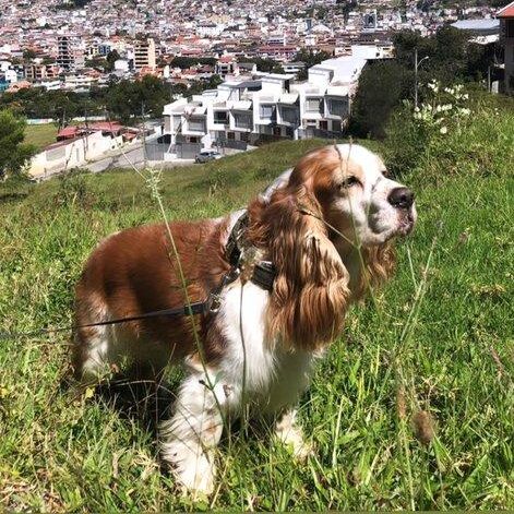 Bruno
