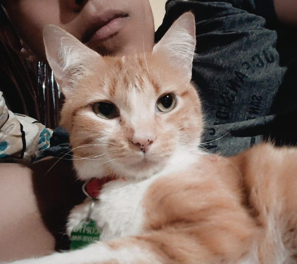 Copito