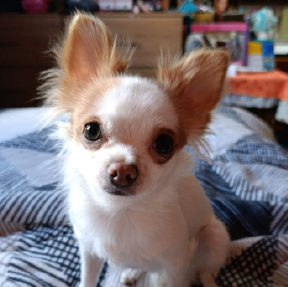 Canelita