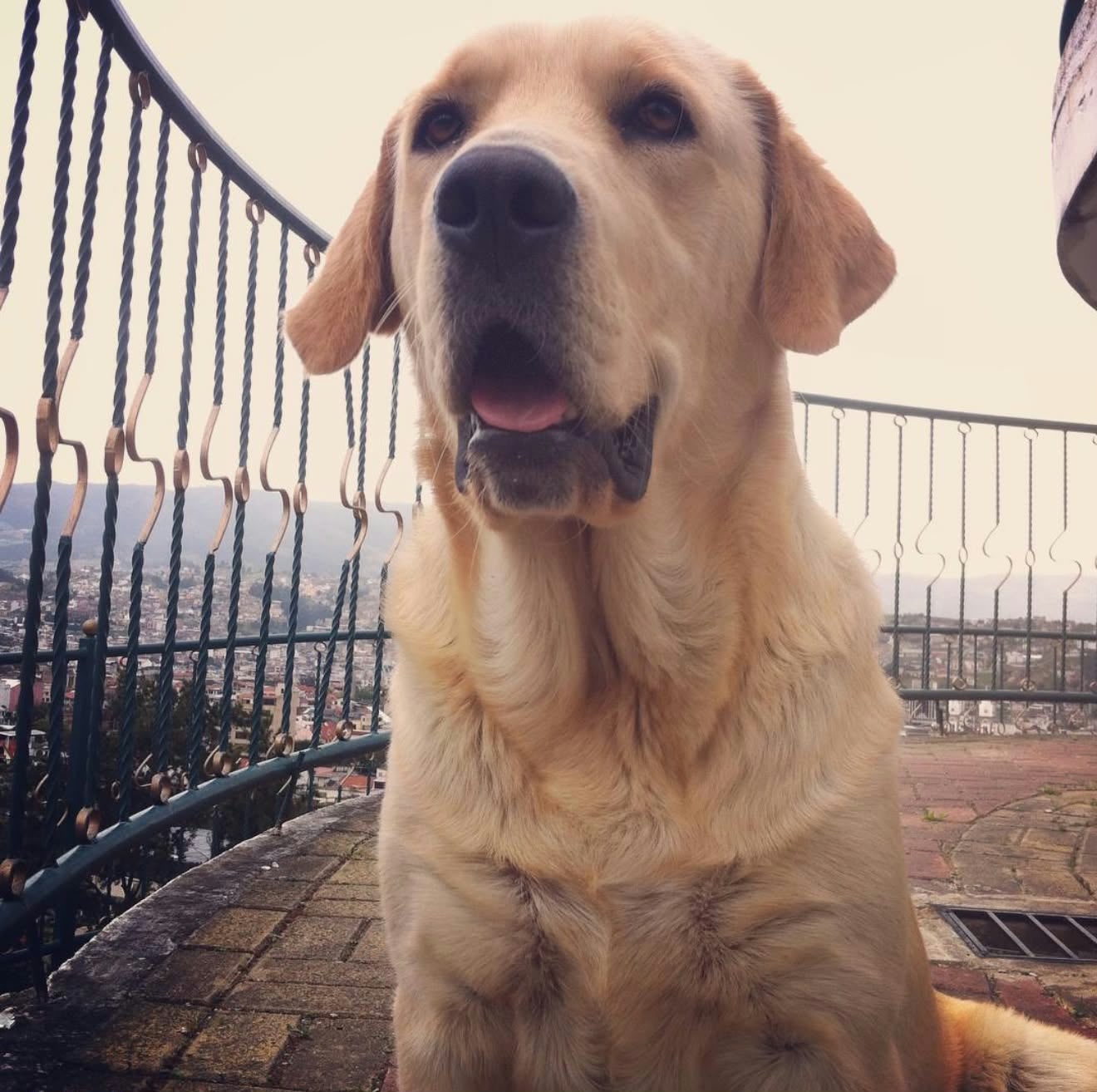 Sophia
